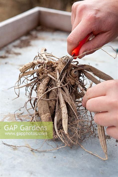 separating dahlia tubers for winter.